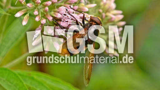 Hornissen-Schwebfliege (3).jpg